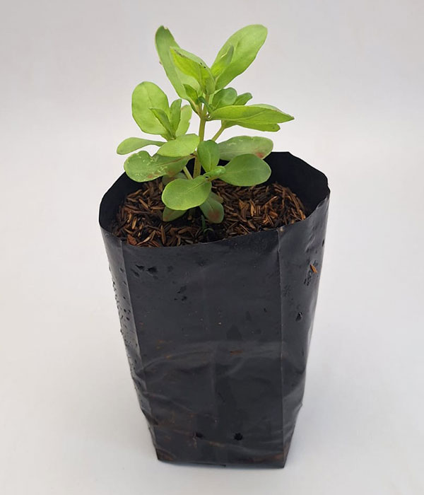 Macassá-Folha-de-Orixa