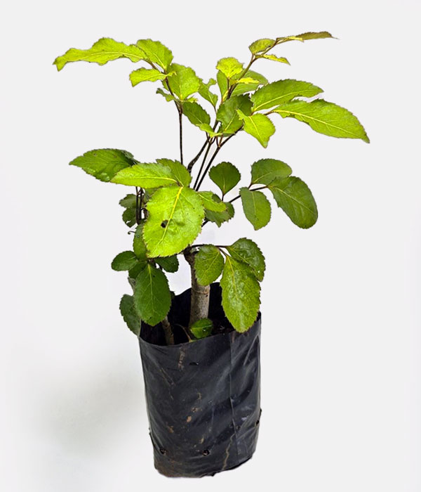 Akosi-Folha-de-Orixa