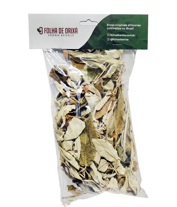 Ajéokobalé-seca-Folha-de-Orixa-arvores