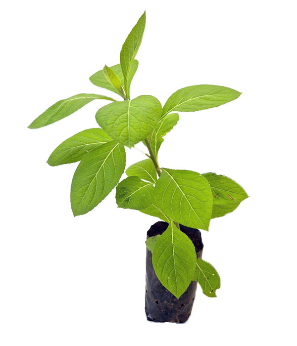 Aluma-Folha-de-Orixa