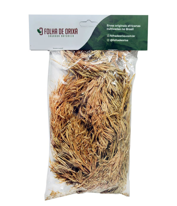 Capim-Nagô-Seco-Folha-de-Orixa-flor