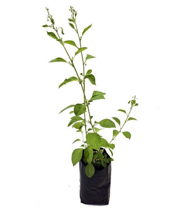 Ewe-Aje-Folha-de-Orixa