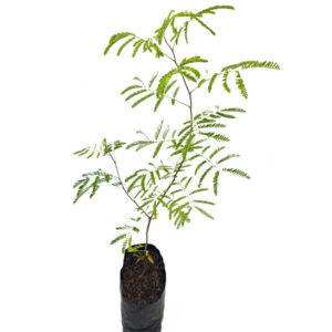 Jurema-Preta-Folha-de-Orixa-flor