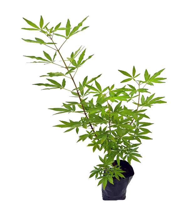 liamba-de-caboclo-folha-de-orixa