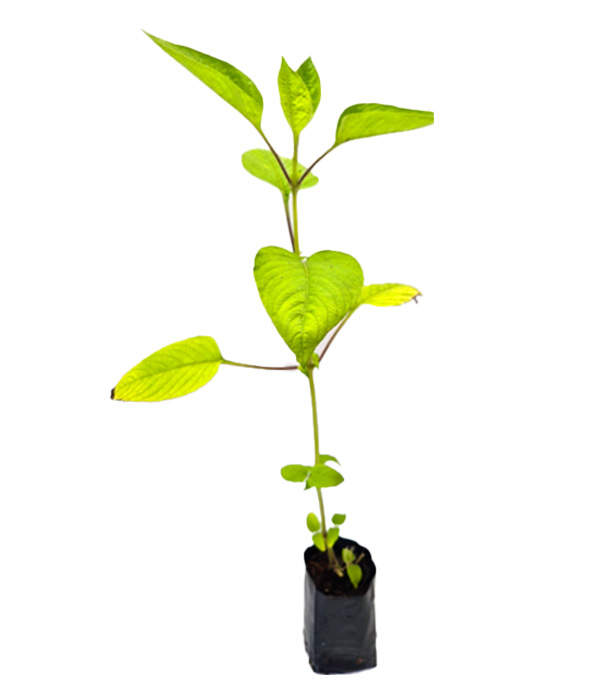 A calma do caramujo Folha de Orixá