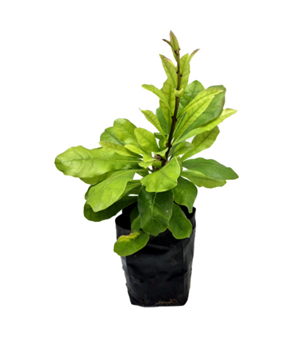 Cabaceira Folha de Orixá