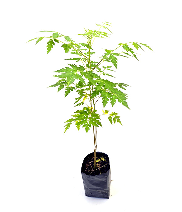 Erva-Para-raio-Folha-de-Orixá