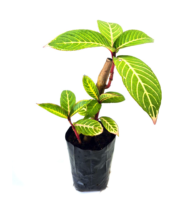 Ewé-Sasara-Folha-de-Orixá