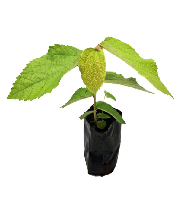 Fava de Obará Folha de Orixá