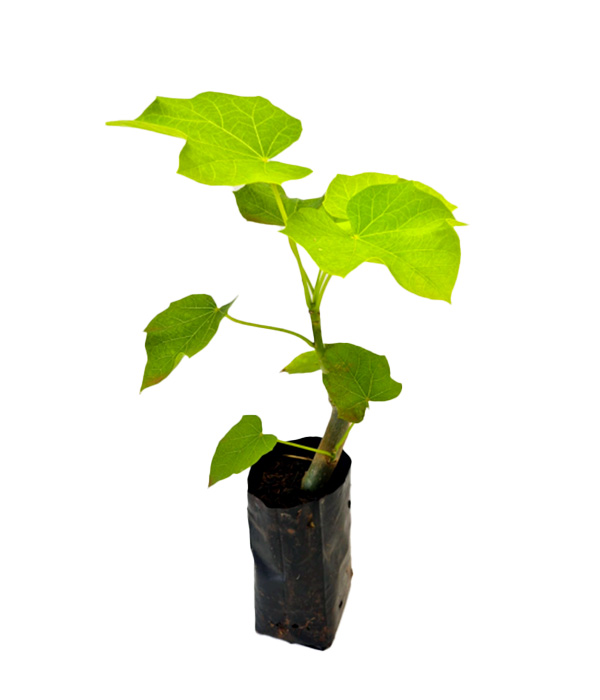 Iyalode Folha de Orixá