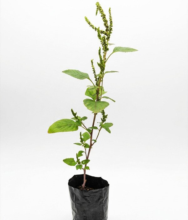 Bredo-Folha-de-Orixa-flor
